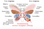 Матрас ортопедический Flower двухсторонний MatroLuxe | Butterfly Матрас ортопедический Flower двухсторонний MatroLuxe | Butterfly